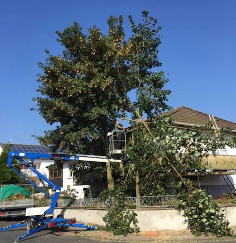 Baumfäller-Erdarbeiten-Gartenarbeit-Stützmauer errichten